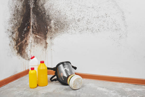 Best Mold Testing  in Rio Dell, CA