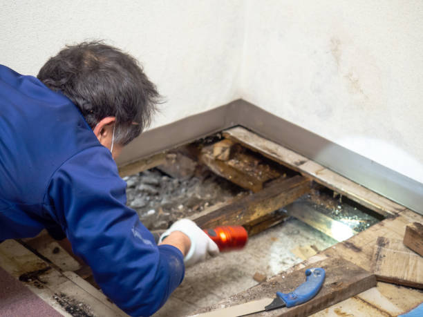 Best Residential Mold Removal  in Rio Dell, CA