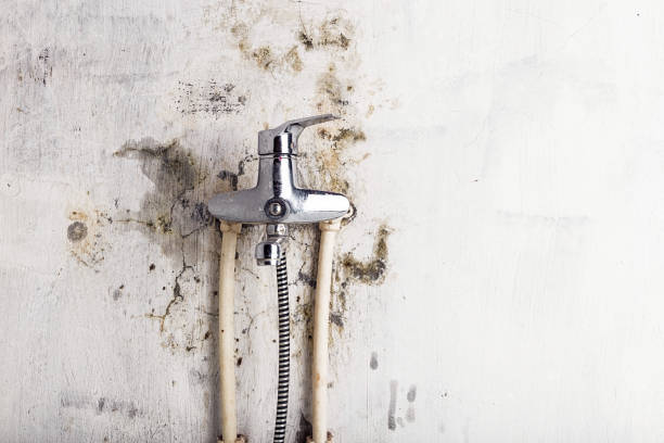 Office Mold Removal Services in Rio Dell, CA