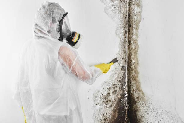 Best Emergency Mold Removal  in Rio Dell, CA