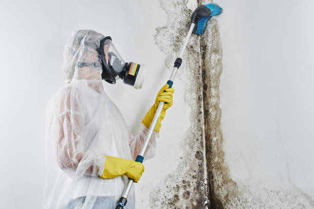 Best Home Mold Removal  in Rio Dell, CA