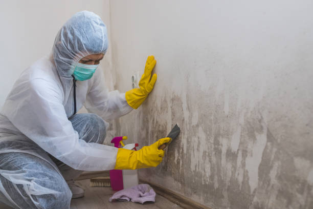 Professional Mold Removal in Rio Dell, CA
