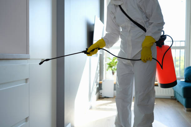Best Local Mold Removal Service  in Rio Dell, CA