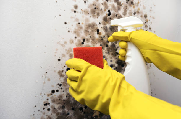 Best Mold Removal Process  in Rio Dell, CA