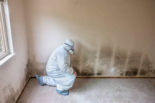 Best Mold Damage Repair  in Rio Dell, CA