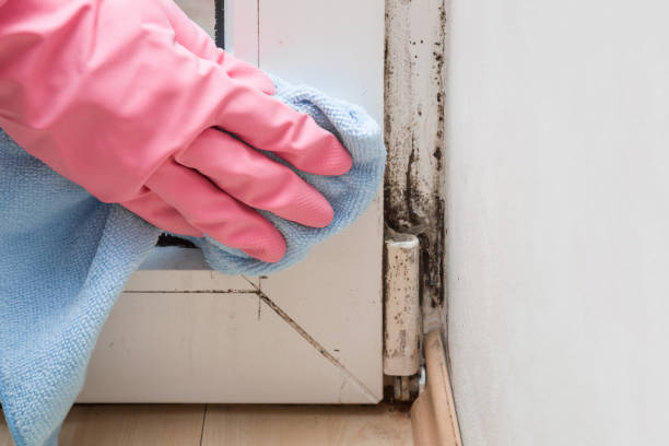 Mold Removal Process in Rio Dell, CA