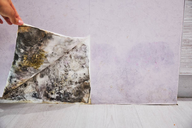 Best Office Mold Removal Services  in Rio Dell, CA